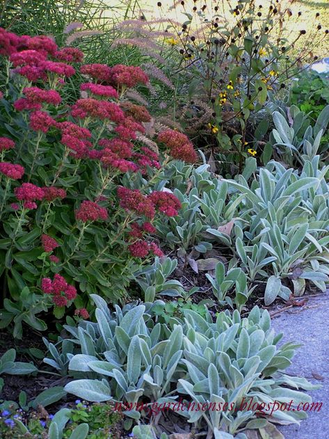 Sedum Garden, Garden Border Plants, Stachys Byzantina, Sedum Plant, Dry Garden, Border Plants, Lambs Ear, Front Yard Garden, Plants And Flowers