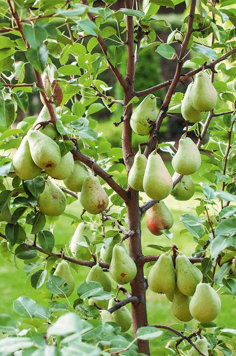 8 tricks to successful pear growing Pear Trees Growing, Bartlett Pear Tree, Pear Tree Aesthetic, Pear Orchard, Orchard Ideas, Produce Garden, Apple Tree Care, Bonsai Fruit Tree, Fruit Orchard