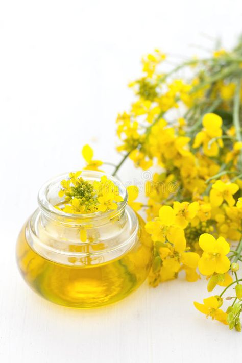 Canola oil. Fresh canola oil with blossoms (rapeseed oil , #affiliate, #Fresh, #oil, #Canola, #rapeseed, #blossoms #ad Healthy Cooking Oils, Food Nutrition Facts, Cooking Oils, Rapeseed Oil, Food Info, Health Eating, Plant Flower, Canola Oil, Recipe Images