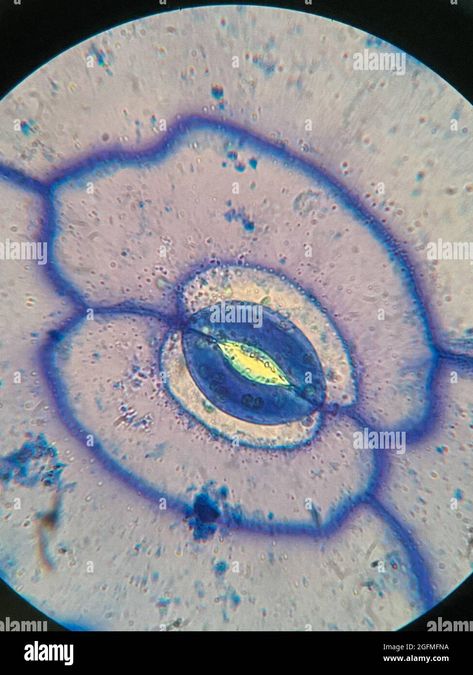 Download this stock image: microscopic photo of stomata on the leaf of Portulaca oleracea plant - 2GFMFNA from Alamy's library of millions of high resolution stock photos, illustrations and vectors. Under Microscope, Portulaca Oleracea, Image Processing, The Leaf, Photo Image, Resolution, High Resolution, Stock Images, Stock Photos