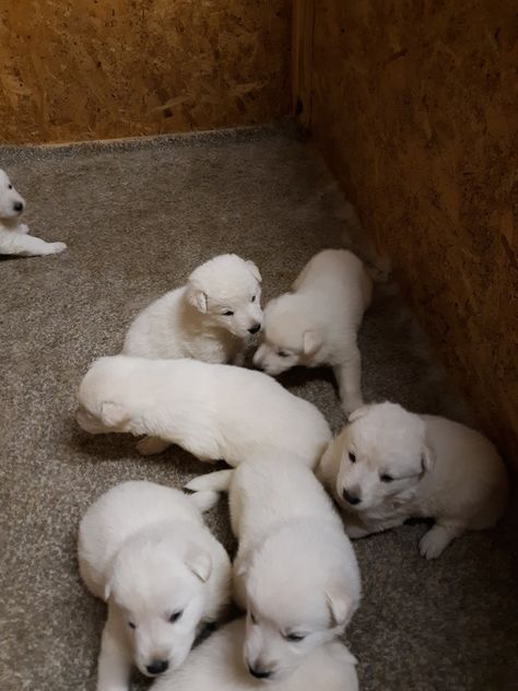 German Shepherd Puppies White, Beautiful Puppies, White German Shepherd, Siberian Husky Puppies, White Puppies, Lab Puppies, Animal Photos, Husky Puppy, Puppy Adoption