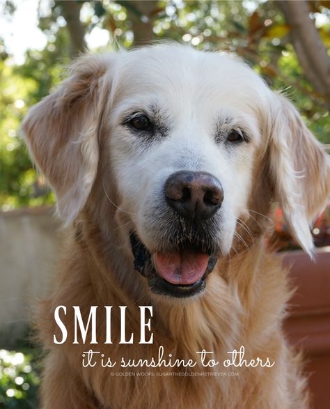 Sugar, you will be remembered always; always in our hearts. #Sugar #goldenretriever Golden Retriever Quotes, Golden Retriever Art, Dog Health Care, Dog Treats Homemade Recipes, Dog Adventure, Dog Treat Recipes, Two Year Olds, Homemade Dog, Dog Health