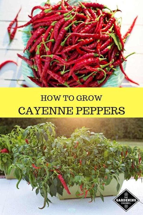 How to Grow Cayenne Peppers - Gardening Channel Gardening Peppers, Container Gardening Full Sun, Cayenne Pepper Plant, Container Gardening Shade, Gardening Containers, Patio Container Gardening, Growing Peppers, Winter Vegetables Gardening, Gardening Vegetables