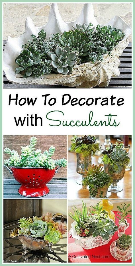 Succulent Garden Indoor, Trendy Plants, Container Ideas, Succulent Garden Diy, Hanging Succulents, Colorful Succulents, Succulents Decor, Garden Crafts Diy, Succulent Gardening