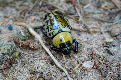 An Eastern Hercules Beetle was just chilling on my yard today. I wanted to kill it but I got scared and decided to take pictures of it instead 🪲 . . . #beetle #photography #sonyalpha #naturephotography Flesh Eating Beetles, Beetle Photography, Hercules Beetle, Just Chilling, Take Pictures, Hercules, Nature Photography, Yard, Photography