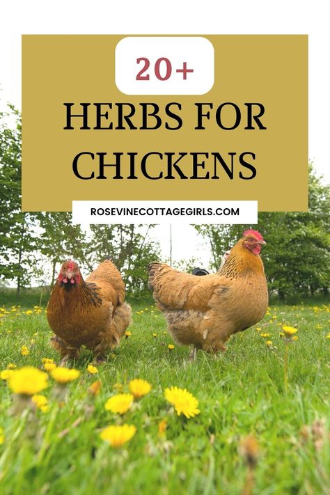 Dried Herbs For Chickens, Herbs For Chickens To Eat, Chicken Scraps List, Herbs For Chickens, Chicken Keeping, Chicken Farming, Chicken Health, Chicken Eating, Laying Hens