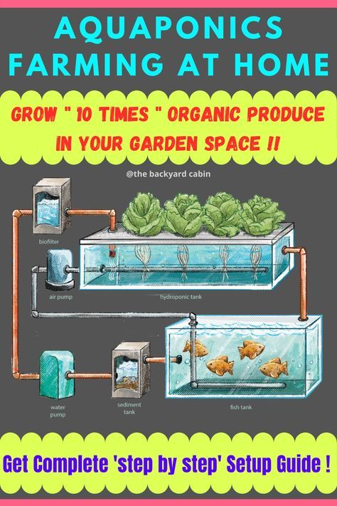 Hydroponics With Fish, Aquaponic Gardening With Fish, Small Aquaponics System, Raising Fish For Food, Hydroponic Gardening With Fish, Fish Farming Backyard, Hydroponics Diy How To Build, Diy Aquaponics Fish Tank, Outdoor Aquaponics