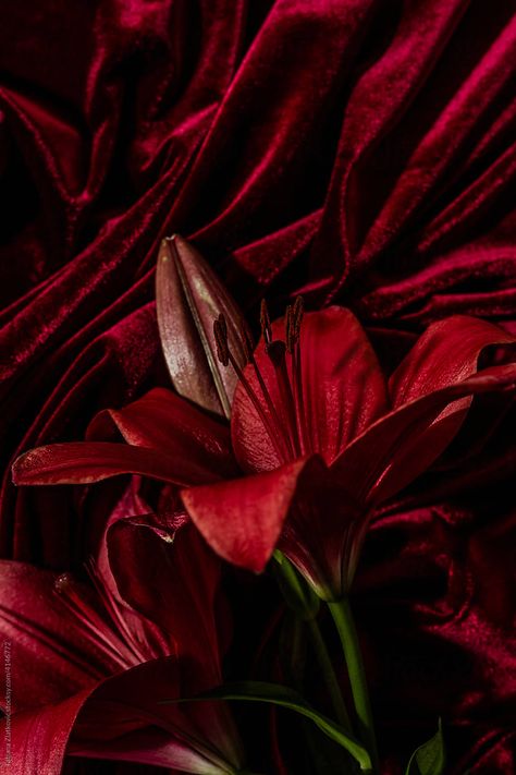 Red Lily Flower by Tatjana Zlatkovic - Red, Lily Red Lily Flower, Red Lily, Lily Flower, Royalty Free Stock Photos, Lily, Collage, Plants, Flowers, Red