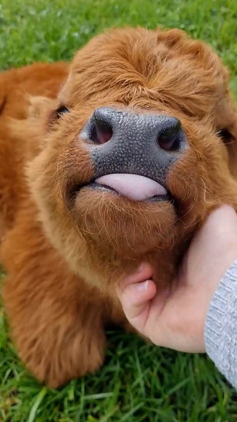 Weird Pics Of Animals, Mini Highland Cow Wallpaper, Baby Highland Cow Wallpaper, Scottish Highland Cow Wallpaper, Highland Cow Calf, Mini Hyland Cow, Cute Highland Cows, Hi Land Cow, Animals Being Cute