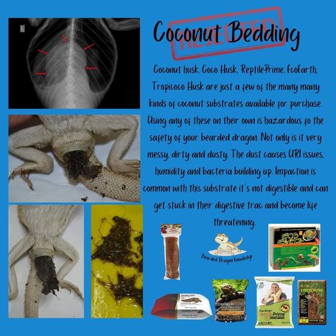 Bearded Dragon Information, Dragon Chart, Dragon Information, Bearded Dragon Substrate, Leopard Gecko Care, Exotic Pet, Bearded Dragon Care, Dragon Stuff, Leopard Geckos