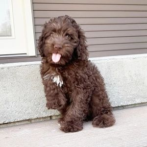 Rodger, a Chocolate Male Cockapoo Puppy 691490 | PuppySpot Cockapoo Puppies For Sale, Cockapoo Puppies, Doodle Puppy, Little Puppies, New Puppy, Puppies For Sale, Fur Babies, Puppies