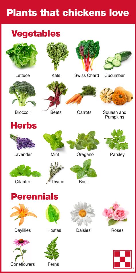 Q: What are the best plants for chickens?  A: Chickens enjoy many different plants as treats. Consider planting a chicken-friendly area for your flock.   Chicken friendly plants:  •	Vegetables: Lettuce, kale, swiss chard, cucumber, broccoli, beets, carrots, squash and pumpkins. •	Herbs: Lavender, mint, oregano, parsley, cilantro, thyme and basil.  •	Perennials: Daylilies, hostas, daisies, roses, coneflowers and ferns. Gardens For Chickens, Chicken Pet Ideas, Chicken Plants Ideas, Vegetables For Chickens, Chicken Farming Ideas, Chicken Friendly Garden, Safe Plants For Chickens, Plants For Chickens To Eat, Best Plants For Chickens