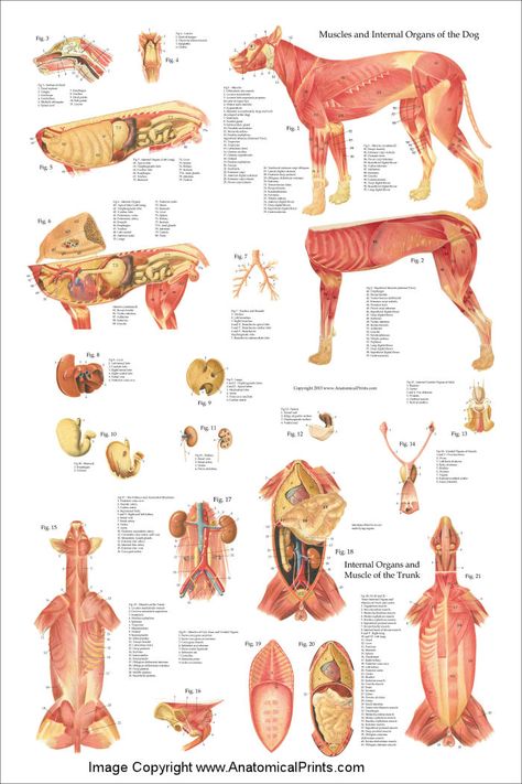 Dog Anatomy Poster Body Bones, Anatomy Poster, Vet Medicine, Dog Anatomy, Dog Insurance, Fu Dog, Vet School, Skeletal System, Vet Med