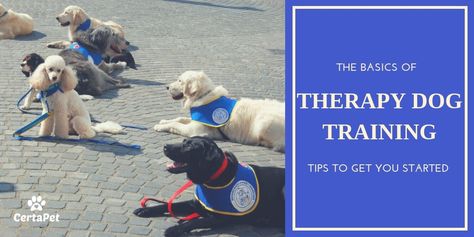 The Basics of Therapy Dog Training: Tips to Get You Started | CertaPet Therapy Dogs In Schools, Reactive Dog Training Tips, Training Reactive Dogs, Therapy Dog Training, Littermate Syndrome Dog Training, House Training Puppies, Puppy Biting, Pack Leader, Dog Whisperer