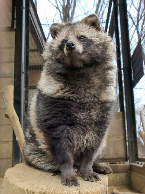 Araya Myoujin, Russian Raccoon, Raccoon Dog Tanuki, Raccoon Hugging Dog, Domesticated Raccoon, Chaotic Raccoon Pictures, Japanese Raccoon Dog, Aggressive Animals, Space Junk