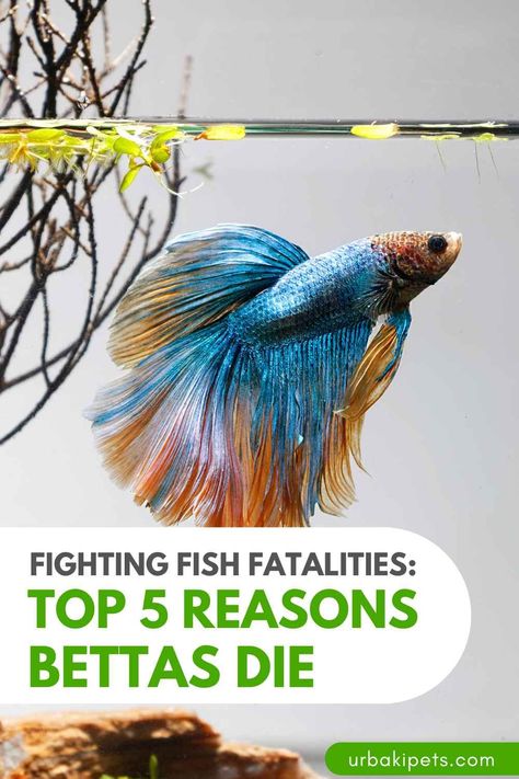 Beta Fish Ecosystem, Betta Fish With Other Fish, Rainbow Beta Fish, Peace Lily And Beta Fish, Betta Fish With Plant, Bamboo Beta Fish Tank, Betta Fish Tank Decor Ideas, How To Clean Betta Fish Tank, Beta Fish With Plants