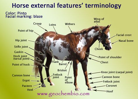 Horse External Features' Terminology Horse Terminology, Equine Studies, Horseback Riding Tips, Horse Information, Horse Info, Riding Tips, Horse Anatomy, Study Board, Horse Diy