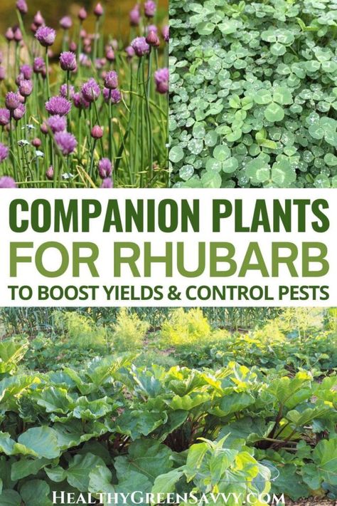 Rhubarb Growing, Rhubarb Rhubarb, Growing Rhubarb, Rhubarb Plants, Perennial Vegetables, Companion Plants, Perennial Herbs, Strawberry Plants, Edible Landscaping