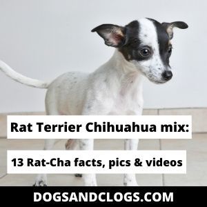 Rat Terrier Chihuahua Mix: 13 Rat-Cha Facts, Pics & Videos Chihuahua Terrier Mix Dogs, Rat Terrier Chihuahua Mix Dogs, Rat Terrier Mix, Baby Rats, Rat Terrier, Leash Training, Rat Terriers, Human Food, Chihuahua Mix