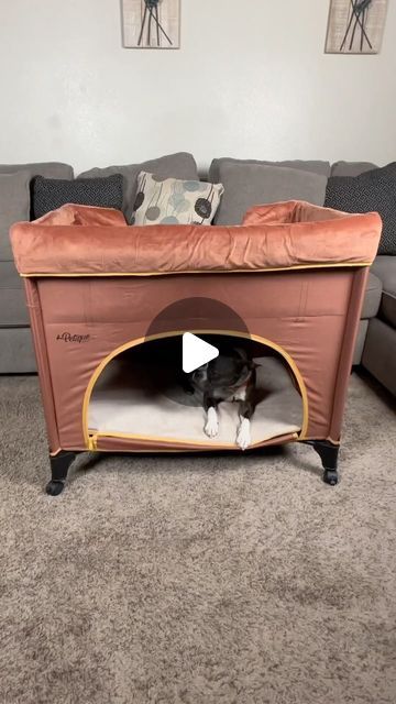 PETIQUE (Pet-Teek) Pet Supplies 🐶😻🐰 on Instagram: "The Bedside Lounge Pet Bed is a pet and pet parent DREAM🥰  It’s a pet bunk bed designed to keep fur off your furniture, prevent your pet from getting kicked in bed and having accidents, and it can keep them close to you while you work or cook!🐾👍  #bedsideloungepetbed #bedsidelounge #dogbed #dogbedswithstyle #petbunkbed #dogbunkbeds #musthavefordogs #musthavefordogowners #dogparents #dogfurniture #dogfur" Pet Bunk Bed, Dog Bunk Beds, Dog Stairs, Bunk Bed Designs, Dog Furniture, Dog Parents, Bunk Bed, Pet Parent, Pet Bed