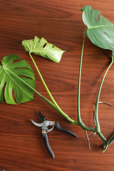 Water Propagation Monstera, How To Trim Monstera Plant, How To Trim A Monstera Plant, Monstera Propagation Water, Easy Plants To Propagate, Monstera In Water, Hanging Monstera, Propagate Monstera, Plant Clippings