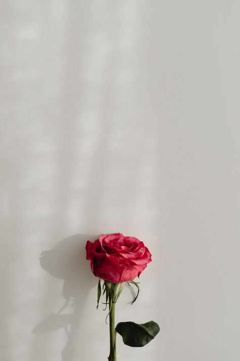 Red Roses White Background, One Rose Aesthetic, Rose Images Beautiful, Rose Background Wallpapers, Jenna Photoshoot, White Love Background, Red Love Background, Embrace Drawing, Flowers Photography Aesthetic