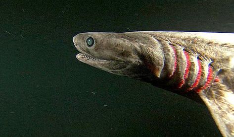 Shark Biologist, Shark Types, Deep Sea Sharks, Lochness Monster, Frilled Shark, Sharks Scary, Types Of Sharks, Shark Photos, Deep Photos