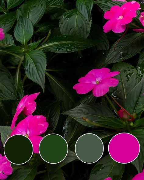 Fuschia And Green Color Palette, Hot Pink And Green Color Palette, Magenta And Green Color Palette, Color Palette With Hot Pink, Bright Pink Colour Palette, Pink Green Black Color Palette, Hot Pink And Green Aesthetic, Colors That Compliment Green, Botanical Color Palette