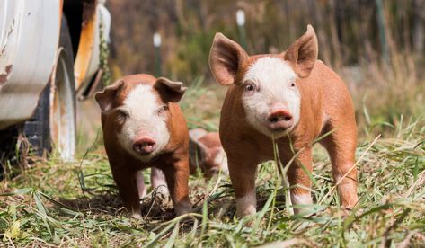 Large White Pig, Hereford Pigs, Hampshire Pig, Berkshire Pigs, Marbled Meat, White Pig, Pig Breeds, Selective Breeding, Homestead Ideas