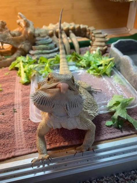 Silly Bearded Dragon, Dragon Lizard Pets, Bearded Dragon Pet, Bearded Dragon Aesthetic, Cute Lizards, Cute Bearded Dragon, Dragon Facts, Dragon Terrarium, Bearded Dragon Terrarium