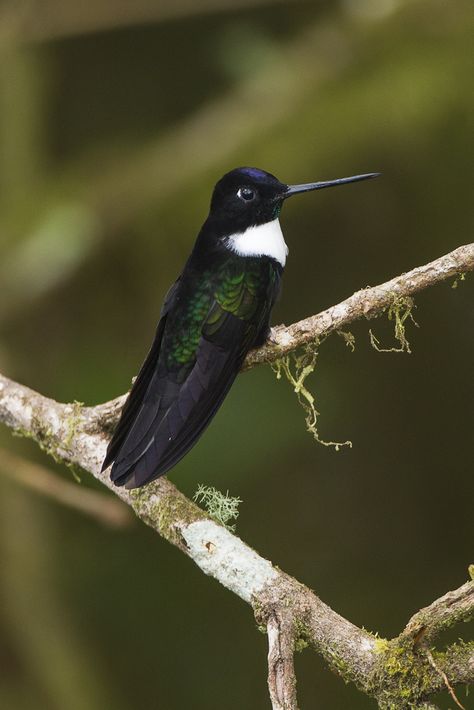 Baby Exotic Animals, Iridescent Wings, Hummingbird Pictures, Most Beautiful Birds, Tiny Bird, Bird Pictures, Animal Wallpaper, Exotic Pets, Hummingbirds