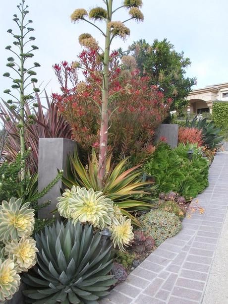 Succulent Garden Landscape, Succulent Landscape Design, Drought Tolerant Garden, Succulent Landscaping, Drought Tolerant Landscape, Dry Garden, Succulent Gardening, Landscape Designs, Have Inspiration