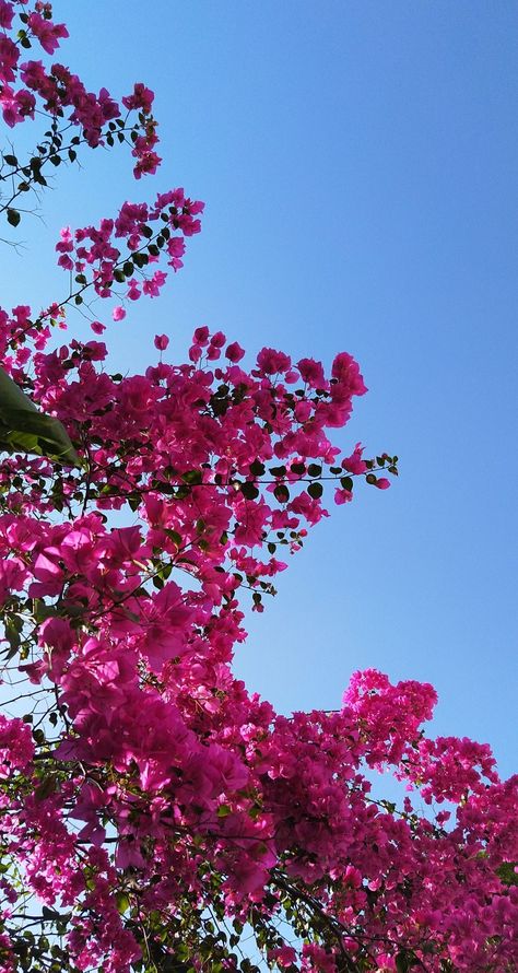 Pink Bougainvillea Aesthetic, Pink Indian Aesthetic, Iphone Wallpaper Landscape, Pretty Wallpapers Tumblr, Sky Photography Nature, Abstract Wallpaper Backgrounds, Flowers Photography Wallpaper, Simple Iphone Wallpaper, Cute Flower Wallpapers