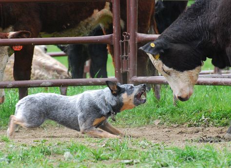 black, intimidating eyes that won't back down when it comes to their work or defending their master. Intimidating Eyes, Australian Cattle Dog Funny, Dog Herding, Queensland Heeler, Aussie Cattle Dog, Heeler Dogs, Austrailian Cattle Dog, Cattle Dogs Rule, Red Heelers