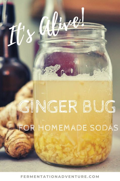 How to Make a Ginger Bug for Homemade Soda - The Fermentation Adventure Making Ginger Beer, Apple Cider Vinegar Mother, Ginger Soda, Homemade Rootbeer, Homemade Ginger Ale, Coldsore Remedies Quick, Ginger Bug, Homemade Soda, Fermented Tea