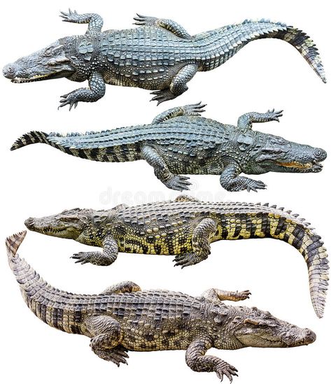 Collection of freshwater crocodile isolated on white background. Freshwater croc , #sponsored, #crocodile, #freshwater, #Collection, #isolated, #Freshwater #ad Freshwater Crocodile, Endangered Animals, Crocodiles, Prehistoric Animals, Reptiles And Amphibians, Nature Images, Amphibians, Anime Artwork, Image Collection