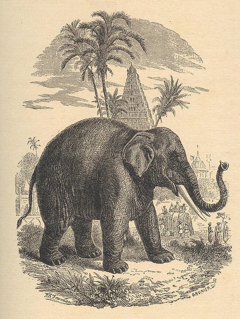 elephant by pilllpat (agence eureka), via Flickr Asiatic Elephant, Elephant India, Elephants Photos, Elephant Illustration, History Of India, Asian Elephant, Illustration Botanique, Elephant Art, African Elephant