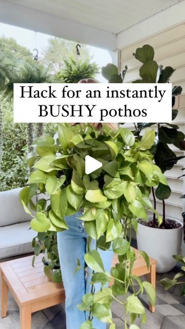 Dana Carpenter | Houseplant care on Instagram: "Trailing plants looking a bit scraggly or bald on top?? Try this simple solution! 👇👇

All you need are bobby pins or hairpins! 🙌

Instead of letting long vines hang and make your plant look imbalanced, wrap them around the top of the pot to instantly create a fuller appearance. Use bobby pins to secure the nodes (those little bumps where roots and leaves form) into the soil!

Over time, the nodes will take root, absorbing moisture and nutrients to strengthen the plant and encourage new growth.

Just keep watering and fertilizing as usual. Can you believe the difference 5 months made for my golden pothos?!

Save this post to try it with your trailing plants! And share it with a fellow plant lover!! 🪴💚

.
.
.
.
.
#goldenpothoscare 
#beginn Golden Pothos Care, Houseplant Care, Plant Mama, Golden Pothos, Trailing Plants, School Garden, House Plant Care, All About Plants, New Growth