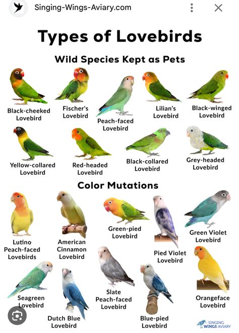 Singing Training, Best Pet Birds, Love Birds Pet, African Lovebirds, Diy Bird Cage, Birds Pictures, Birds Photography Nature, Homemade Bird Houses, Finches Bird