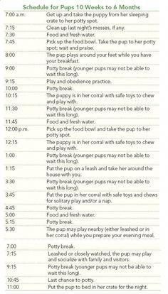 Puppy Potty Training Schedule, Potty Training Schedule, Puppy Potty Training Tips, Puppy Schedule, Puppy Potty Training, Puppy Training Schedule, House Training Puppies, Dog Clippers, Puppy House