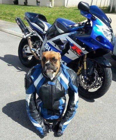 biker boxer A Dog, Leather