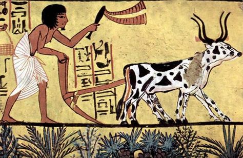 Ploughing with a yoke of horned cattle in Ancient Egypt. Painting from the burial chamber of Sennedjem, c. 1200 BC Ancient Egypt Farming, History Of Agriculture, Agricultural Revolution, Life In Ancient Egypt, Starověký Egypt, Egyptian Painting, 6th Grade Social Studies, Taiwan Food, Taiping