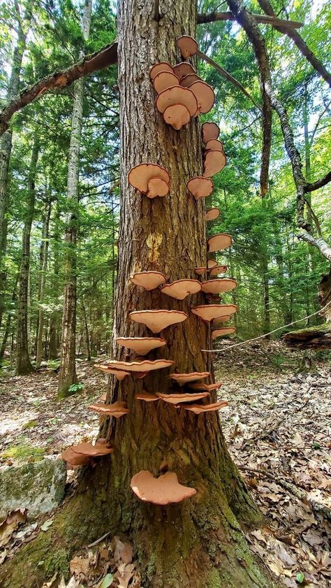 Mushroom Growing On Tree, Vienna Painting, Tree Eyes, Brain Painting, Tree Mushrooms, Mushroom Pictures, Growth And Decay, Mushroom Fungi, Fantasy Forest