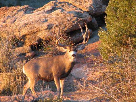 Hunting Pics, Deer Whitetail, Mule Deer Hunting, Mule Deer Buck, Bow Hunting Deer, Big Buck, Big Deer, Moose Deer, Deer Species