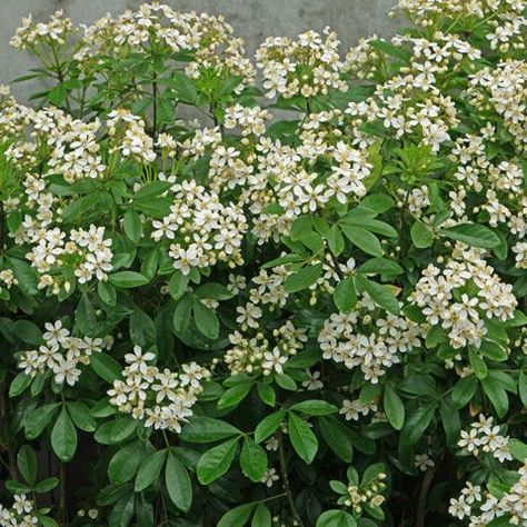 Choysia Ternata, Choisya Ternata, Driveway Border, Mock Orange, Planting Ideas, Plant Identification, Latin American, Front Garden, Orange Blossom