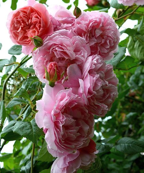 David Austin Climbing Roses, English Rose Garden, Cottage Roses, Fairy Cottage Core, Cottage Garden Flowers, David Austin Rose, Strawberry Hill, Rose Gardening, Austin Rose