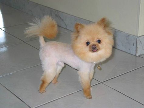 12 of the Best Half-Shaved Catdogs... The cats look so pissed! lol Dog Haircuts, Sick Dog, Dog Cuts, Love My Dog, Pomeranian Dog, Pomeranian Puppy, Bad Dog, Crazy Dog, Comedy Central