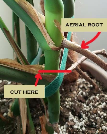 Monstera Plant Styling, Monstera Plant Hacks, How To Propagate Indoor Plants, Propergate Monstera, Propagate Monstera In Water, How To Repot Monstera Deliciosa, How To Separate Monstera Plant, How To Tie Up Monstera Plant, Monsters Propagation