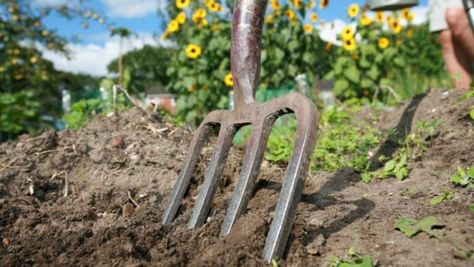 Dealing with drought? You can adapt dry farming methods, used by farmers to grow crops with little to no irrigation, to your home veggie garden. Healthy Soil, Home Grown Vegetables, Organic Mulch, Starting A Garden, Garden Tool Set, Soil Ph, Clay Soil, Grass Seed, Front Yard Garden