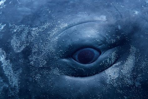 Lessons from a Whale’s Eye | First Person - New England Today Whale Eye, Sperm Whale, Lost In The Woods, Interesting Images, History Museum, Picture Library, Kraken, Sea Animals, Science And Nature